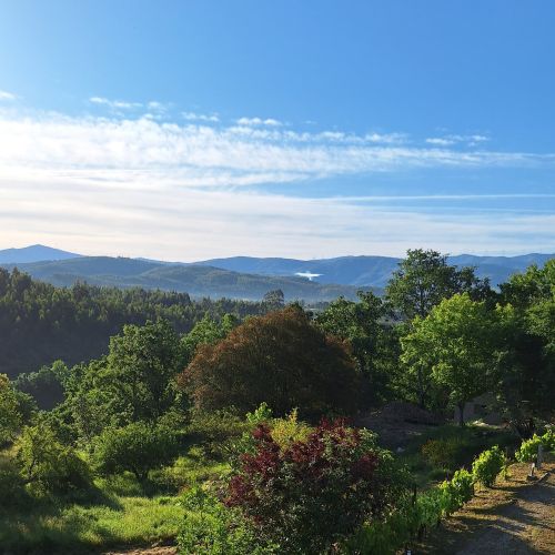 Natur mit grünen Bäumen und Sträuchern und blauem Himmel